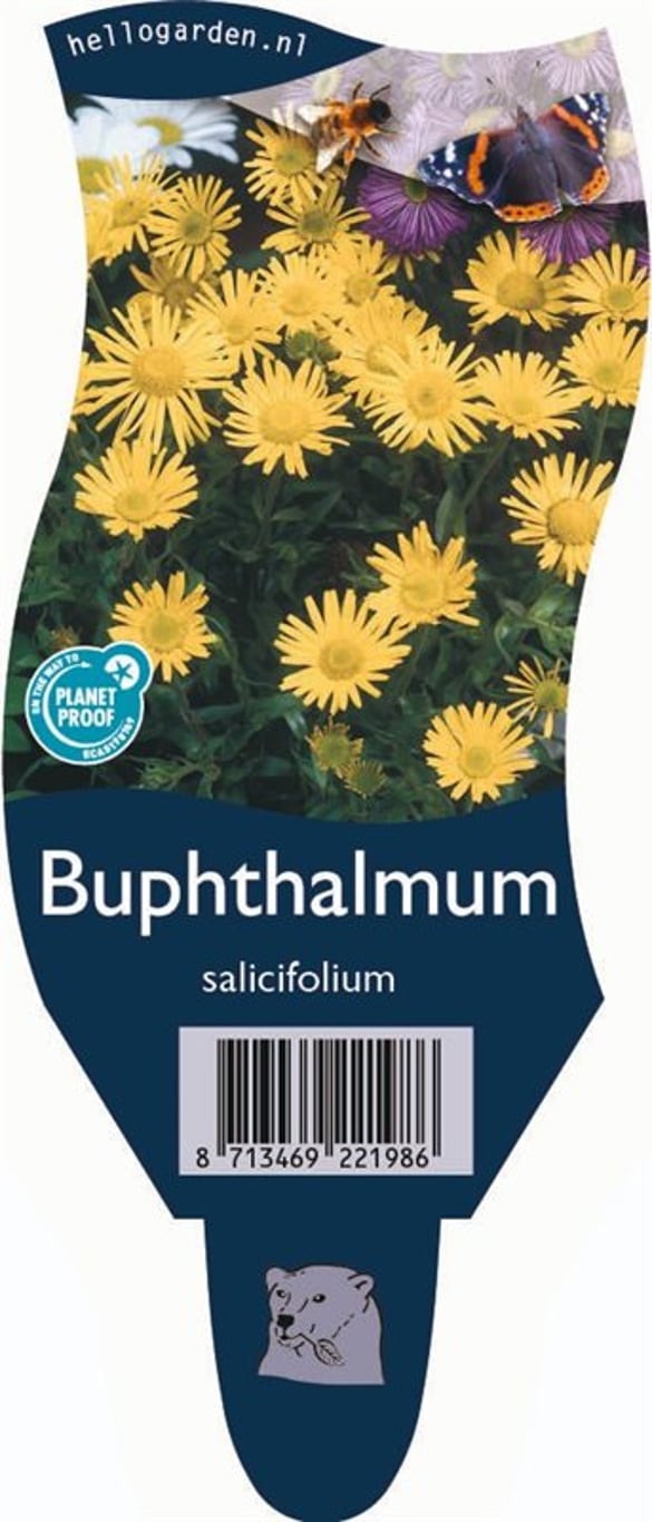 Buphthalmum salicifolium - P11
